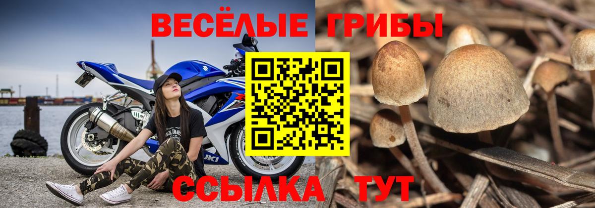 Псилоцибиновые грибы мухоморы  купить  цена  Вход с VPN  Сорочинск  Псилоцибиновые грибы Psilocybine cubensis 